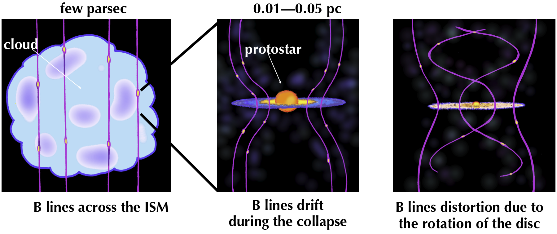 Cartoon depicting the drift and distortion of the magnetic field during the collapse of a protostar.